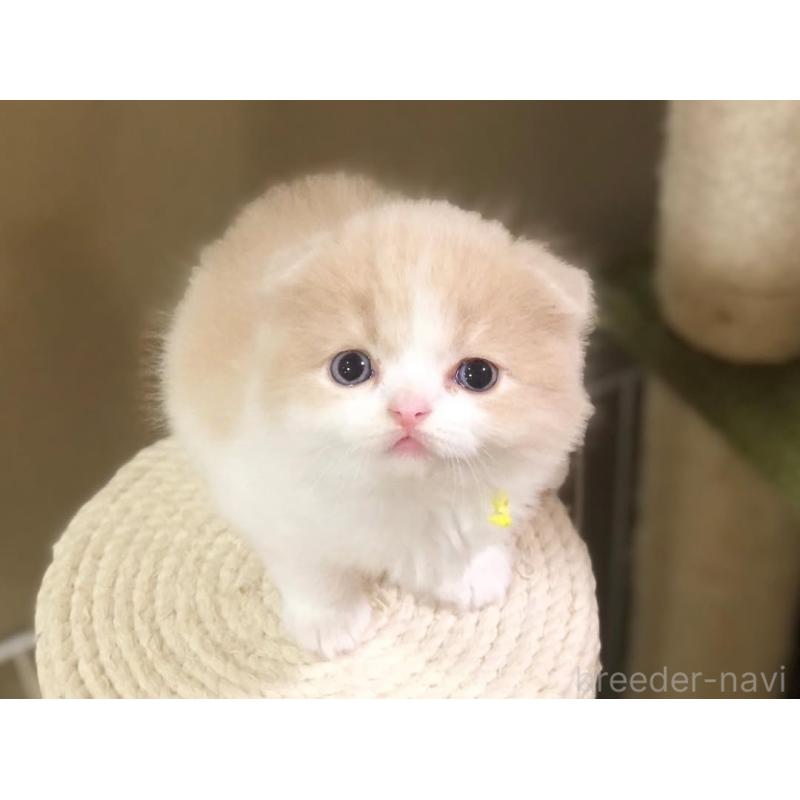 販売中の高知県のスコティッシュフォールド(折れ耳)-124188の2枚目